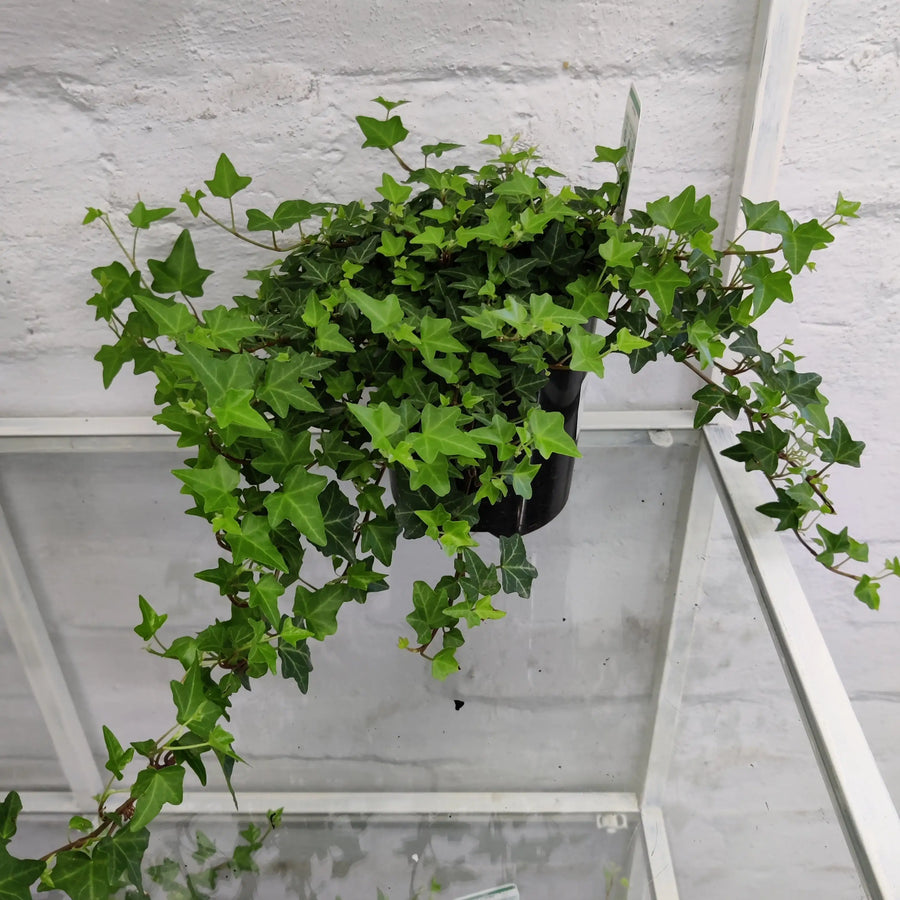 English Ivy (Pittsburg Ivy) - 14cm Pot Folia House