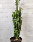 Euphorbia Trigona 'Green' - 17cm pot Folia House