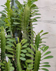 Euphorbia Trigona 'Green' - 17cm pot Folia House