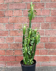 Euphorbia Trigona 'Green' - 17cm pot Folia House