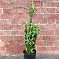 Euphorbia Trigona 'Green' - 17cm pot Folia House