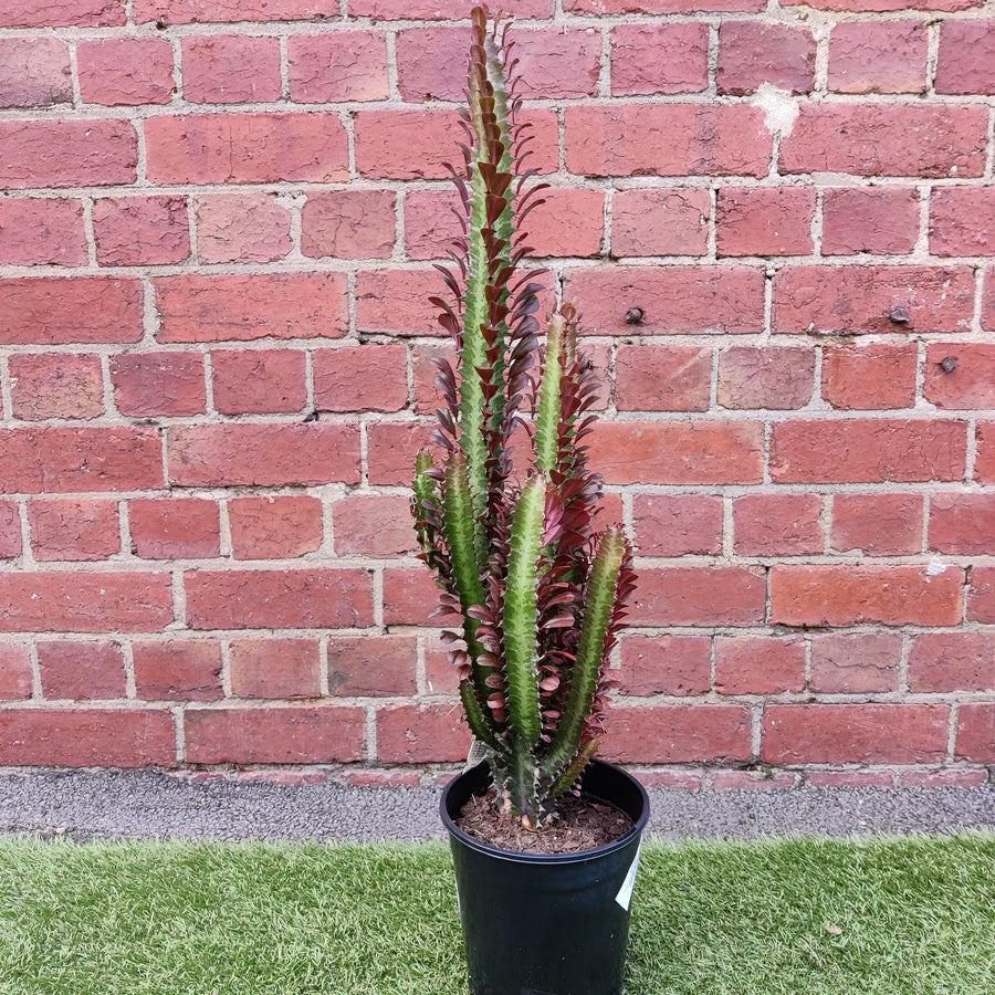 Euphorbia Trigona 'Red' - 17cm pot Folia House