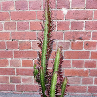 Euphorbia Trigona 'Red' - 17cm pot Folia House