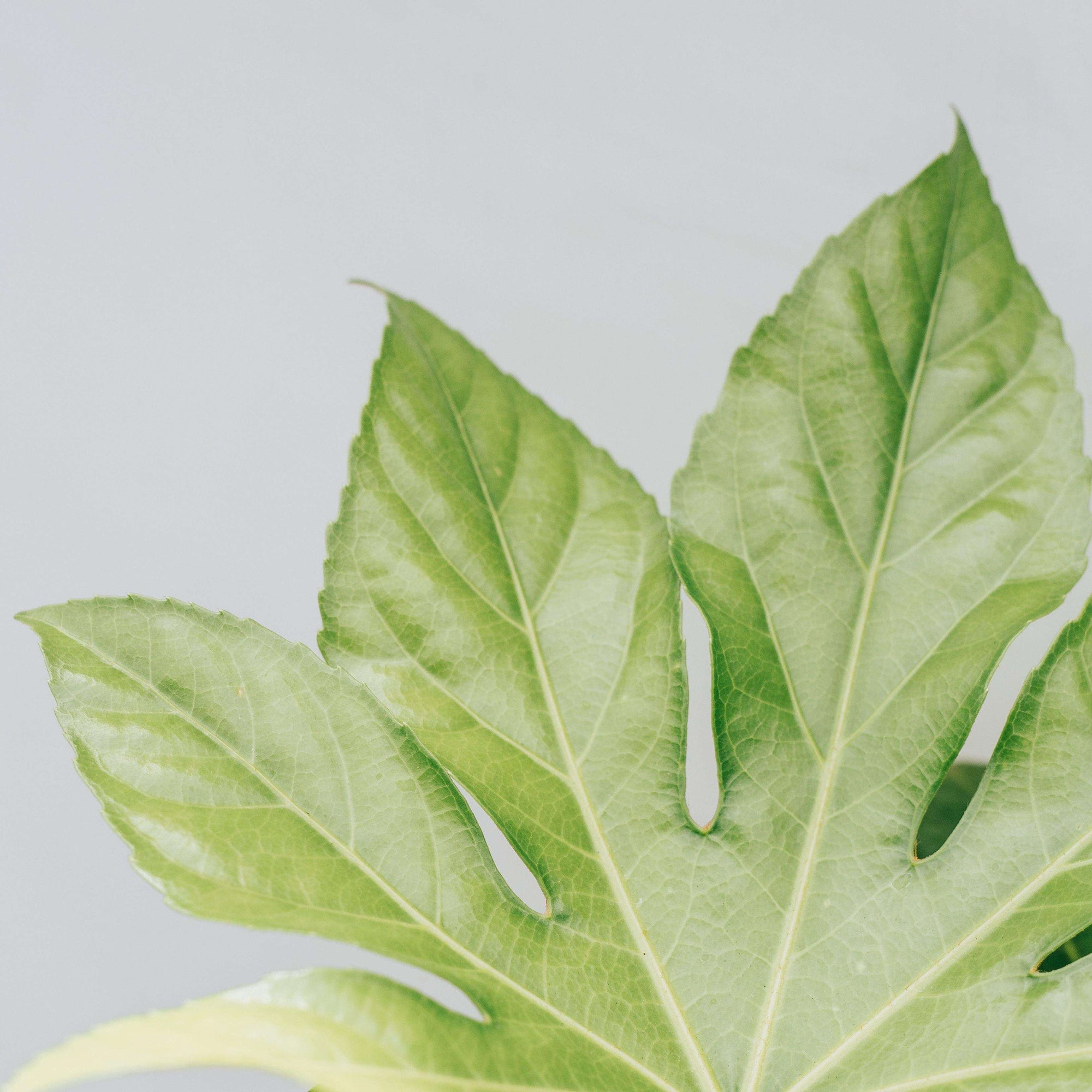 Fatsia Japonica - 20cm Pot Folia House