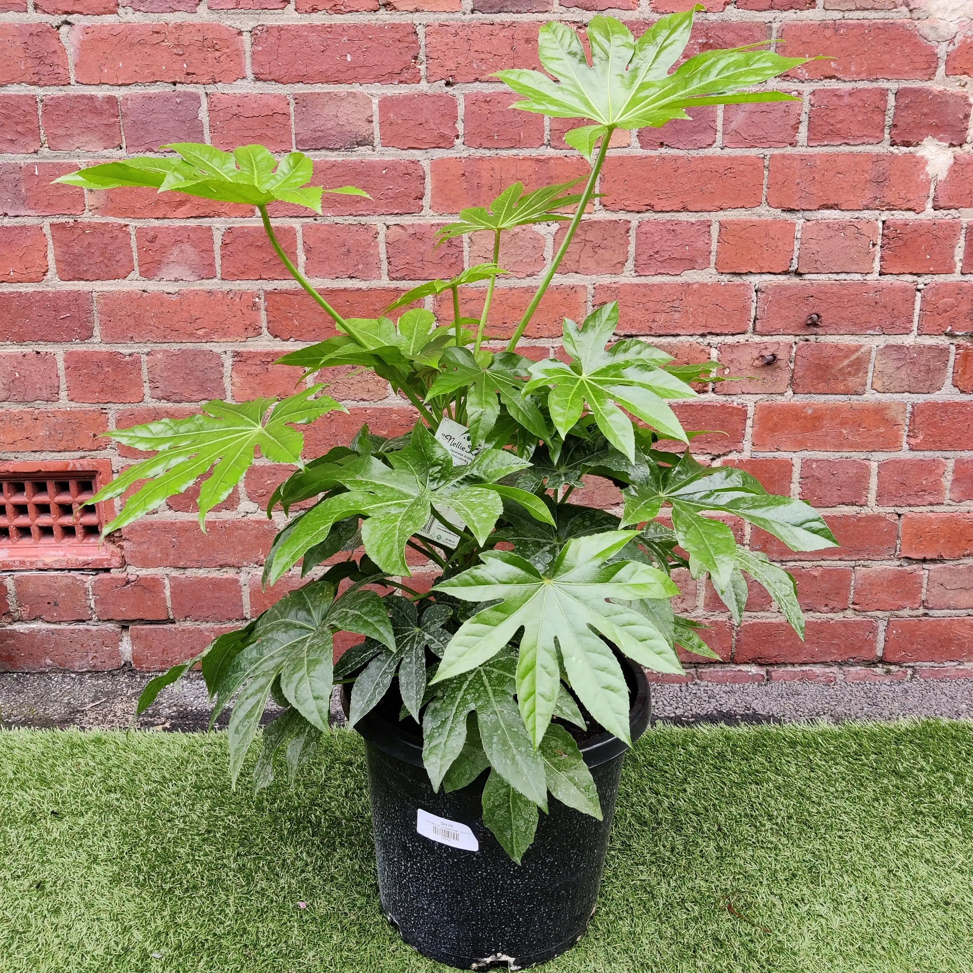 Fatsia Japonica - Japanese Aralia - 30cm Pot Folia House