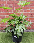 Fatsia Japonica - Japanese Aralia - 30cm Pot Folia House