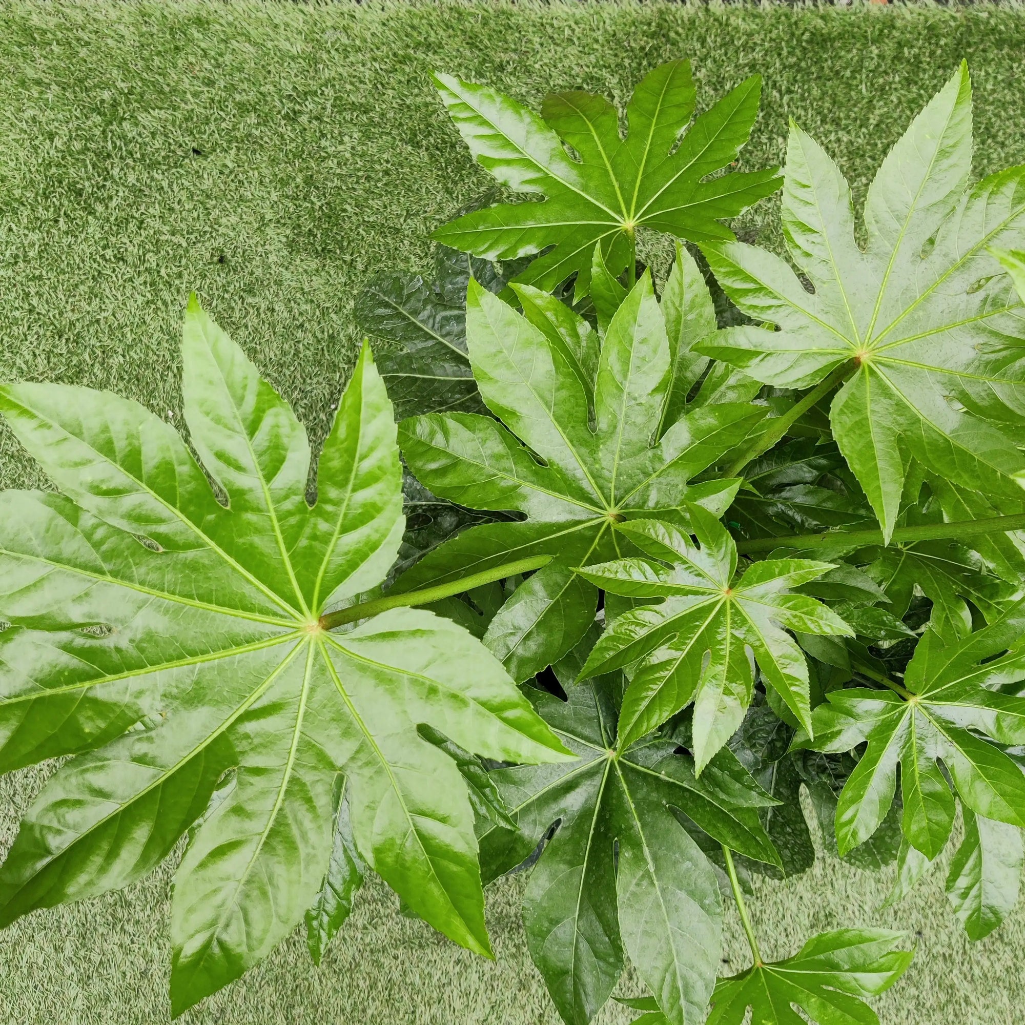 Fatsia Japonica - Japanese Aralia - 30cm Pot Folia House