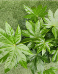 Fatsia Japonica - Japanese Aralia - 30cm Pot Folia House