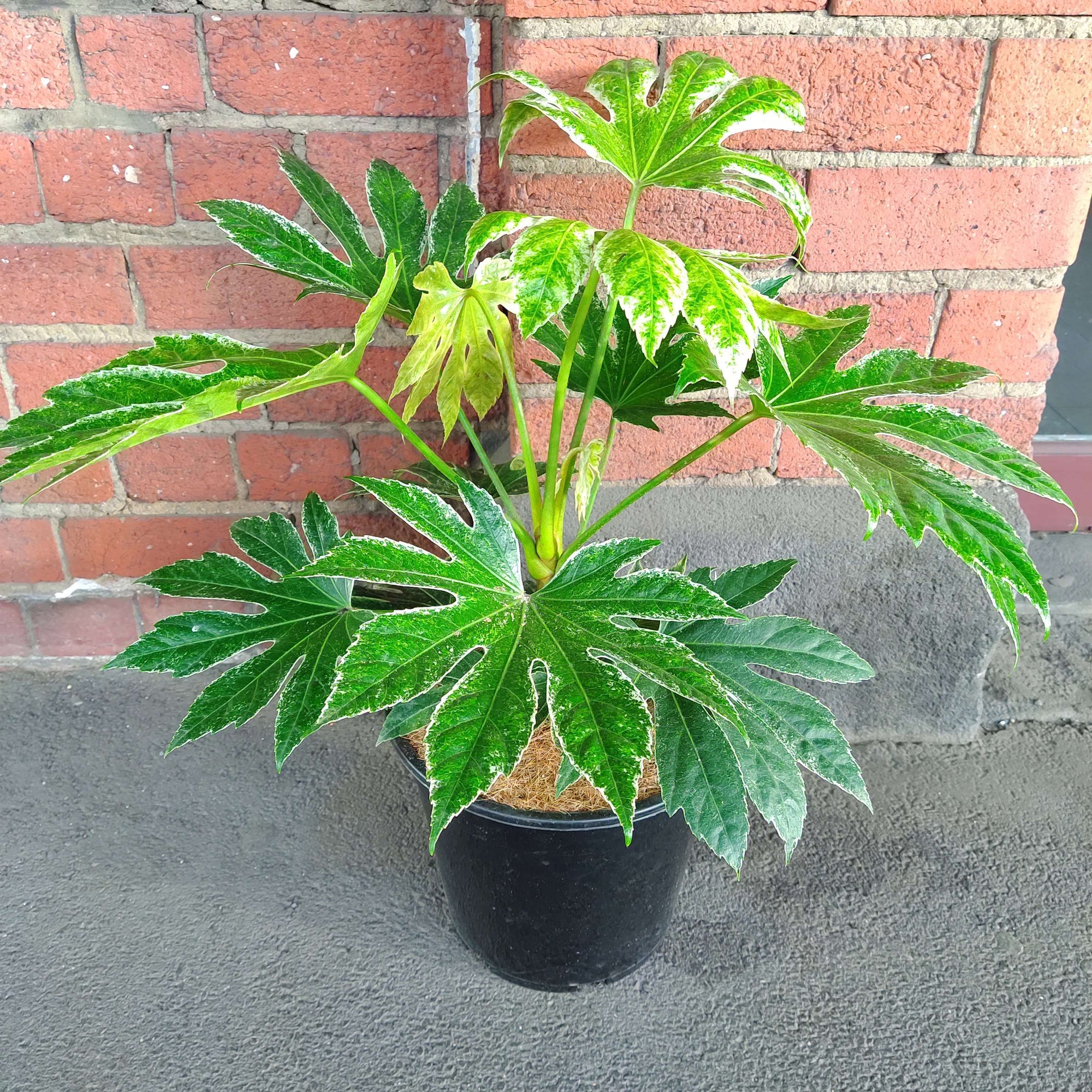 Fatsia Japonica Variegated - 25cm Pot Folia House