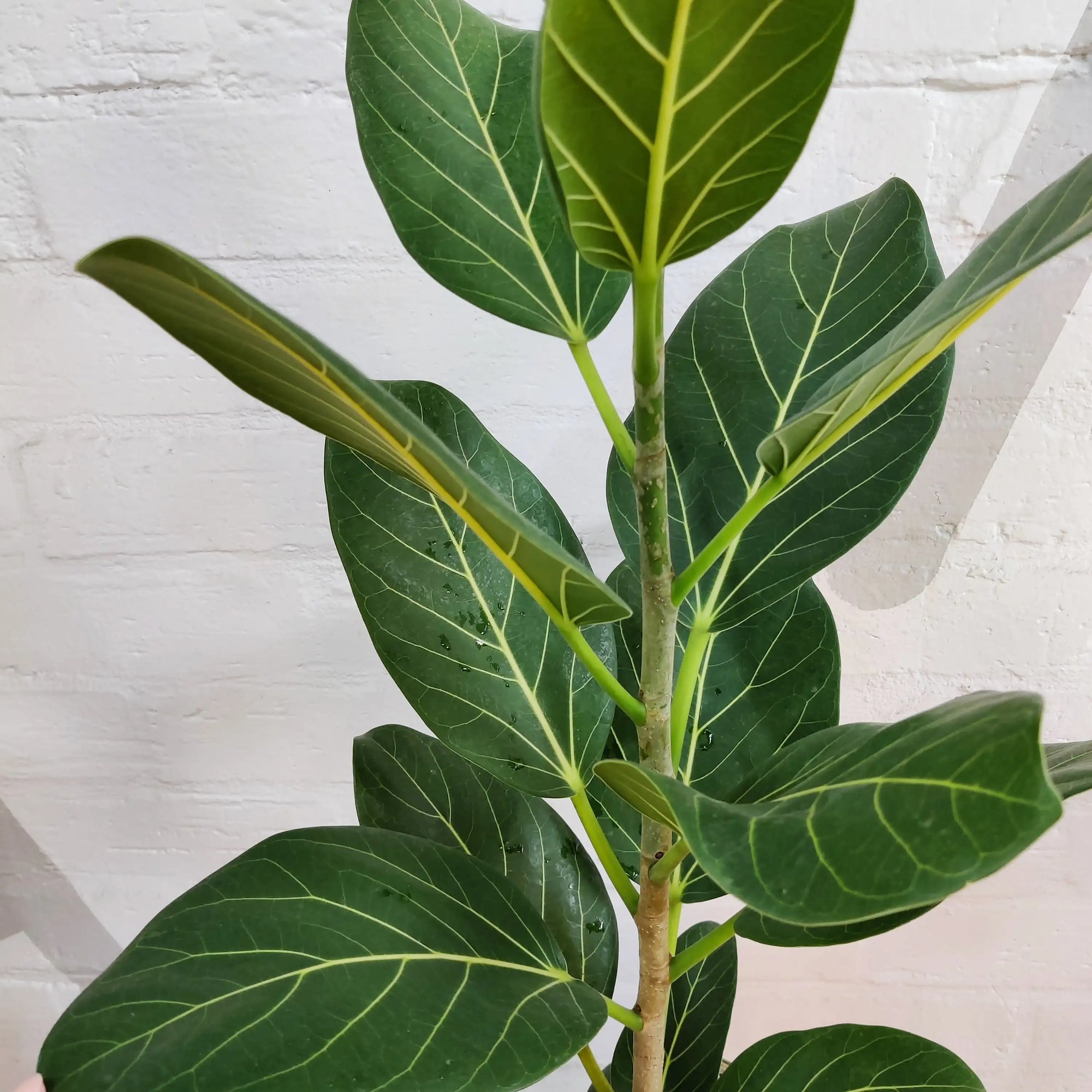 Ficus Benghalensis Audrey - 20cm Pot Folia House