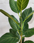 Ficus Benghalensis Audrey - 20cm Pot Folia House