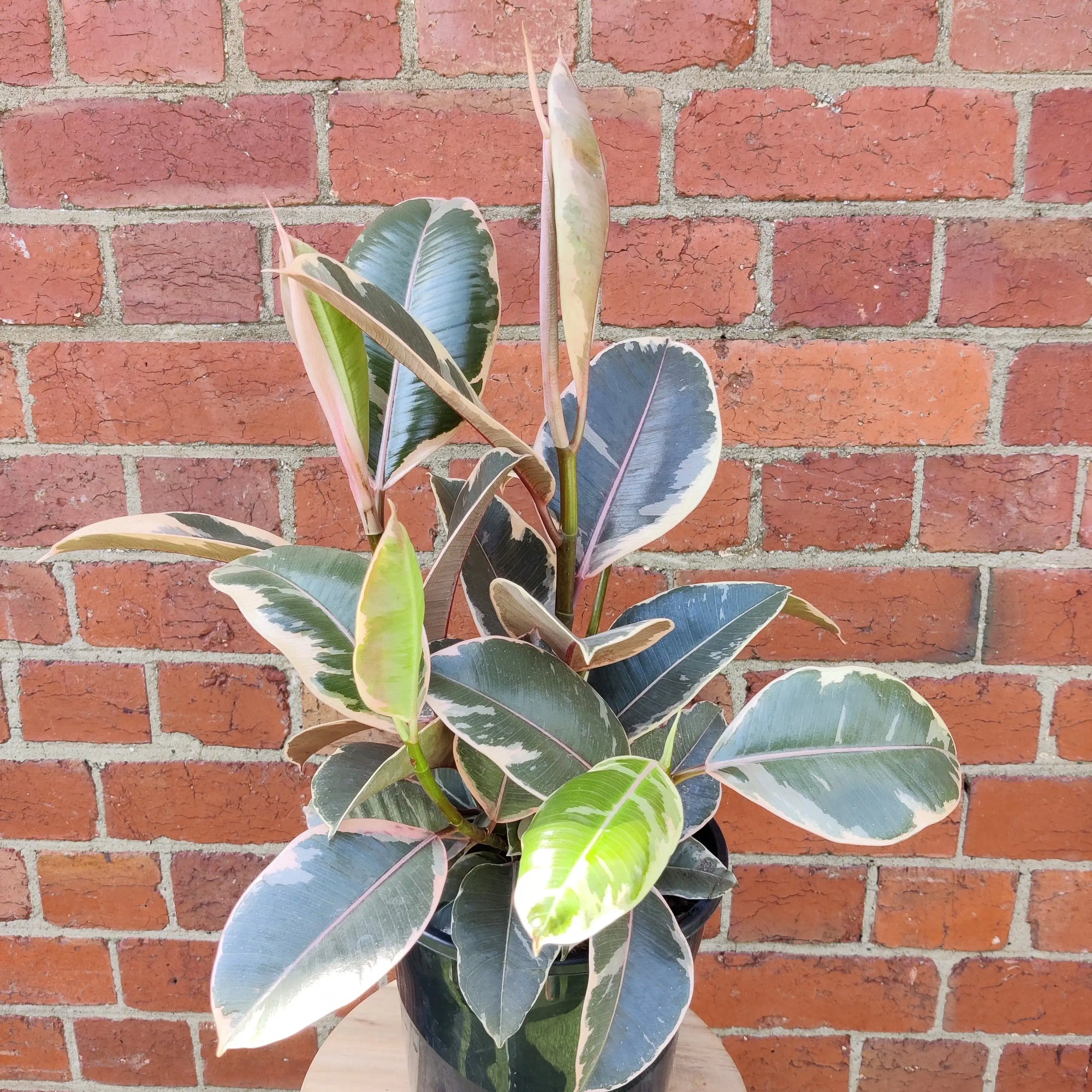Ficus Decora Tineke - 20cm Pot Folia House