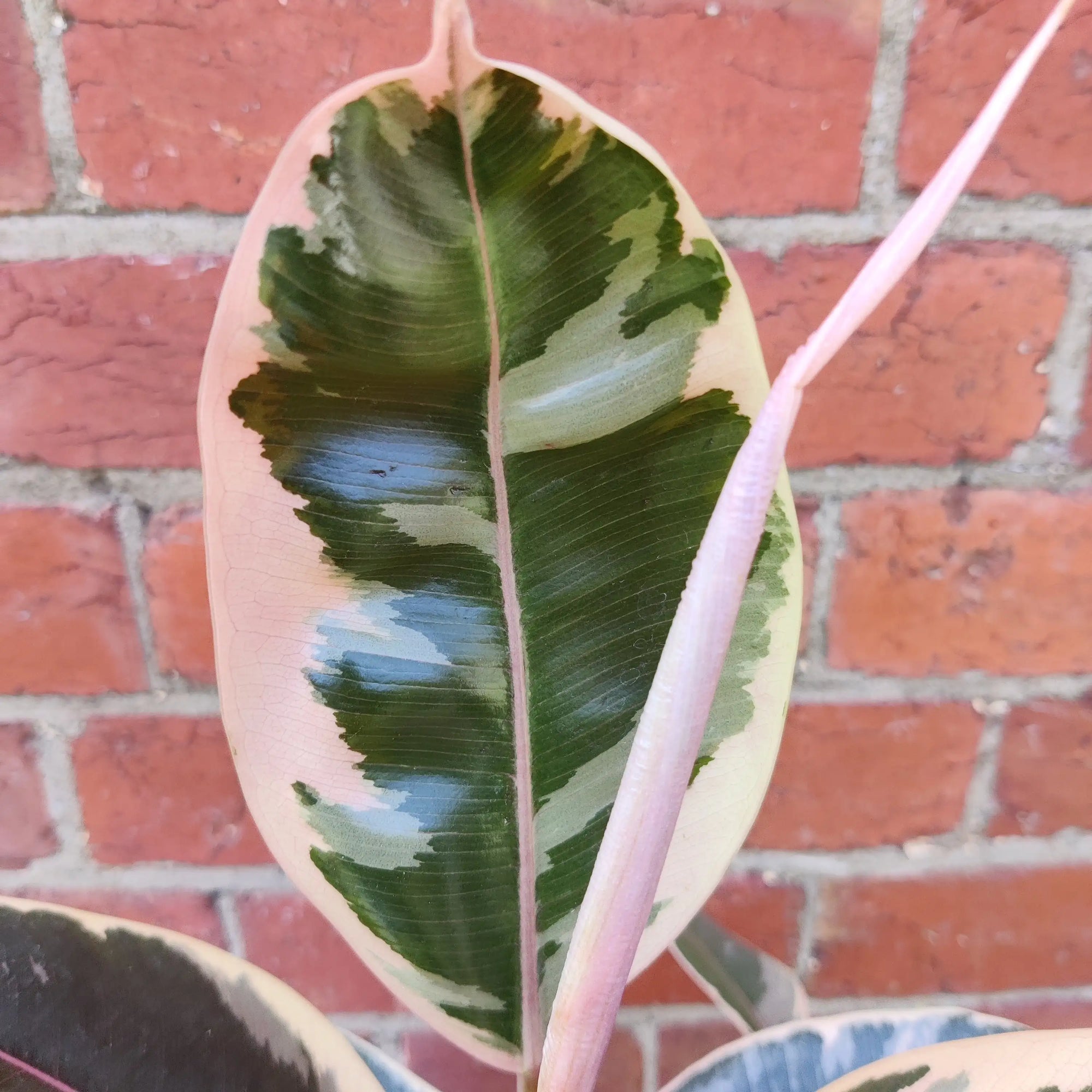 Ficus Decora Tineke - 20cm Pot Folia House