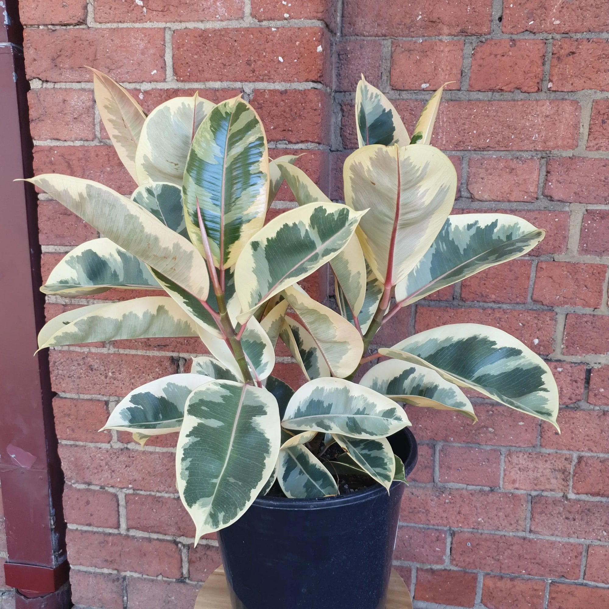 Ficus Decora Tineke - 25cm Pot Folia House