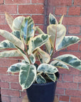 Ficus Decora Tineke - 25cm Pot Folia House