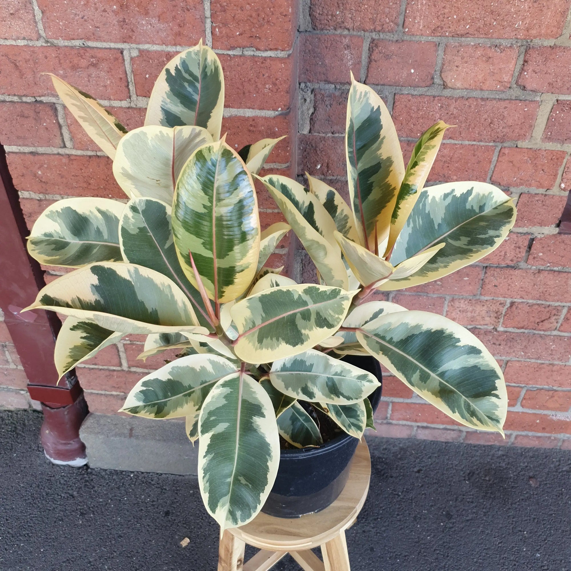 Ficus Decora Tineke - 25cm Pot Folia House