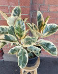 Ficus Decora Tineke - 25cm Pot Folia House