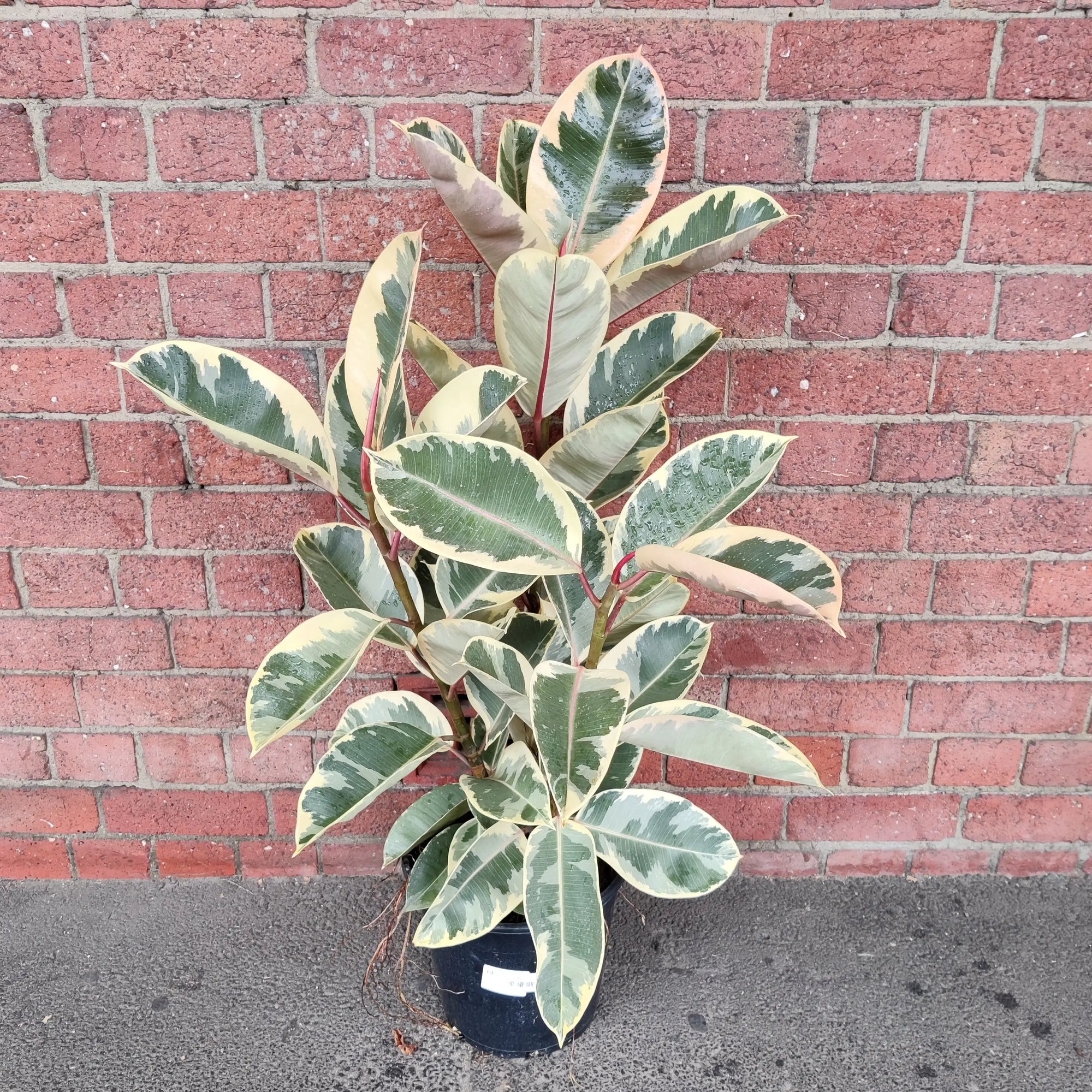 Ficus Decora Tineke - 25cm Pot Folia House