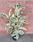 Ficus Decora Tineke - 25cm Pot Folia House