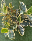 Ficus Decora Tineke - 30cm Pot Folia House