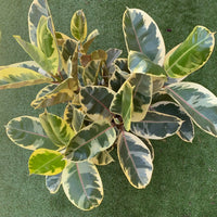 Ficus Decora Tineke - 30cm Pot Folia House