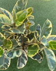 Ficus Decora Tineke - 30cm Pot Folia House