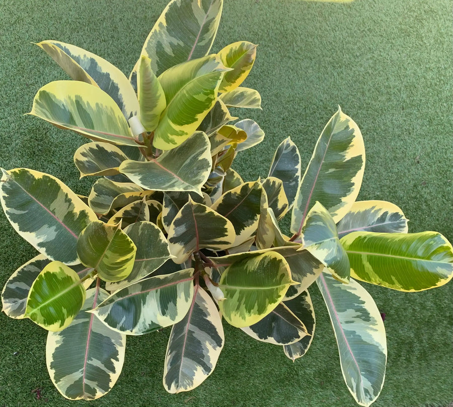 Ficus Decora Tineke - 30cm Pot Folia House