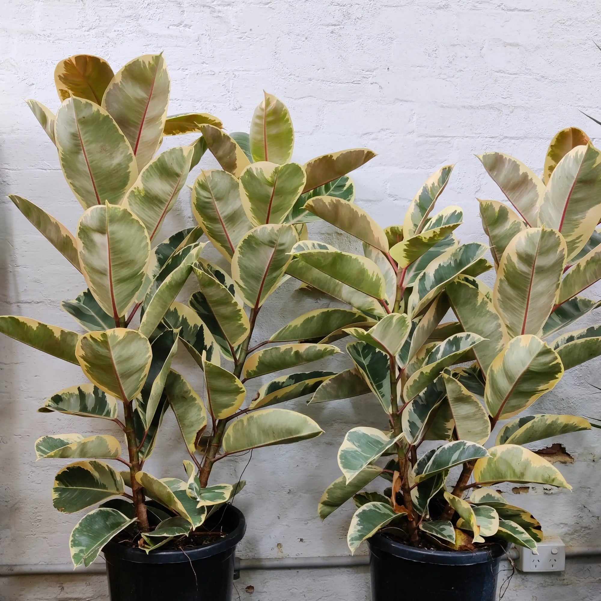 Ficus Decora Tineke - 30cm Pot Folia House