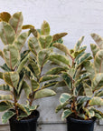 Ficus Decora Tineke - 30cm Pot Folia House