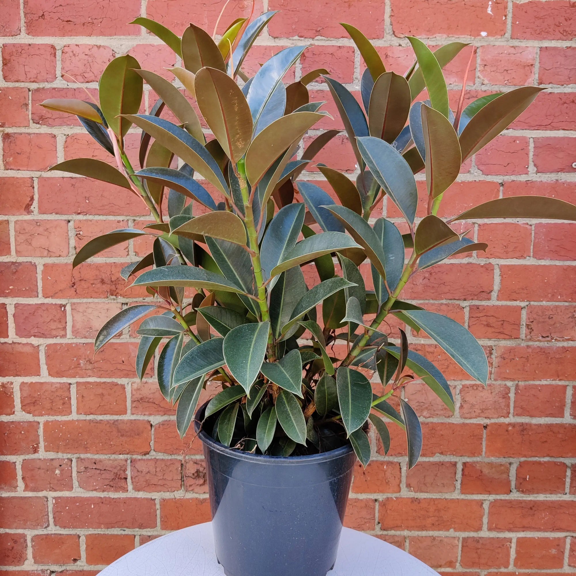 Ficus Elastica Melony- 25cm Pot Folia House