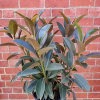 Ficus Elastica Melony- 25cm Pot Folia House