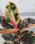 Ficus Elastica Ruby - 20cm Pot Folia House