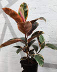 Ficus Elastica Ruby - 20cm Pot Folia House