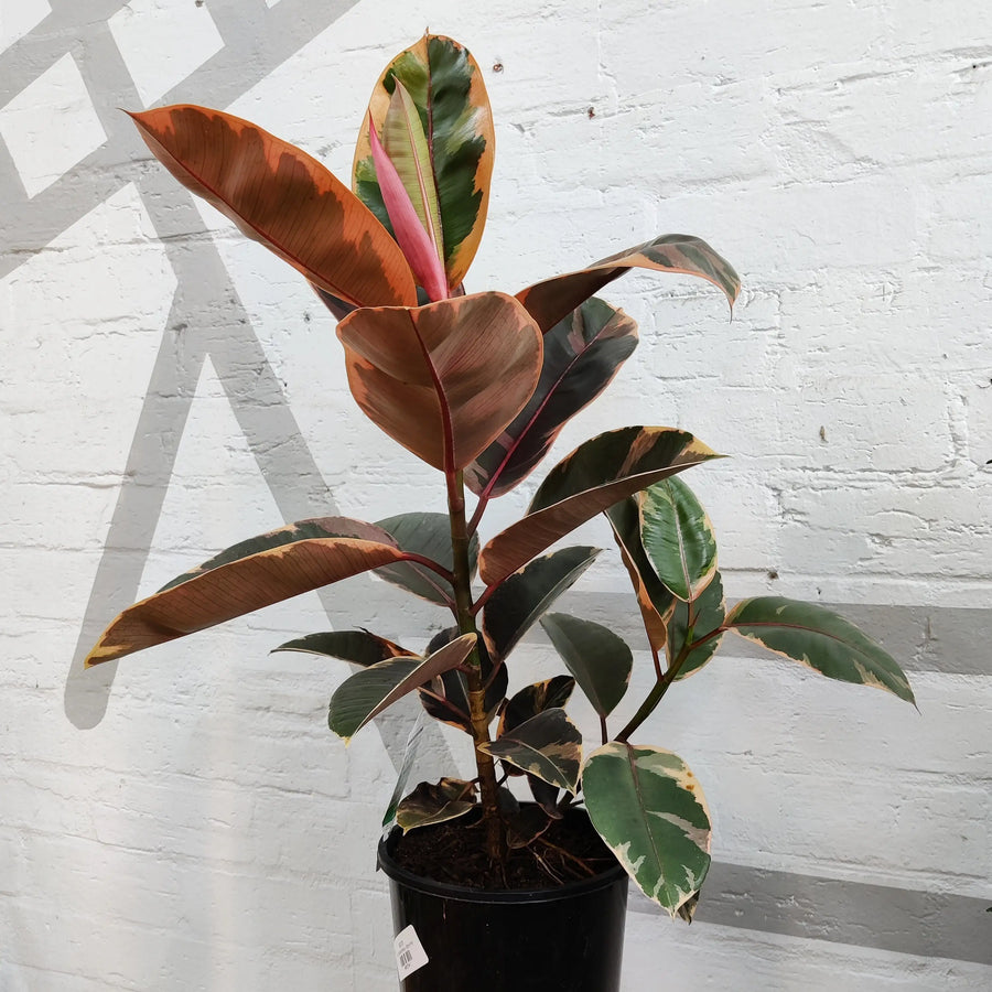 Ficus Elastica Ruby - 20cm Pot Folia House