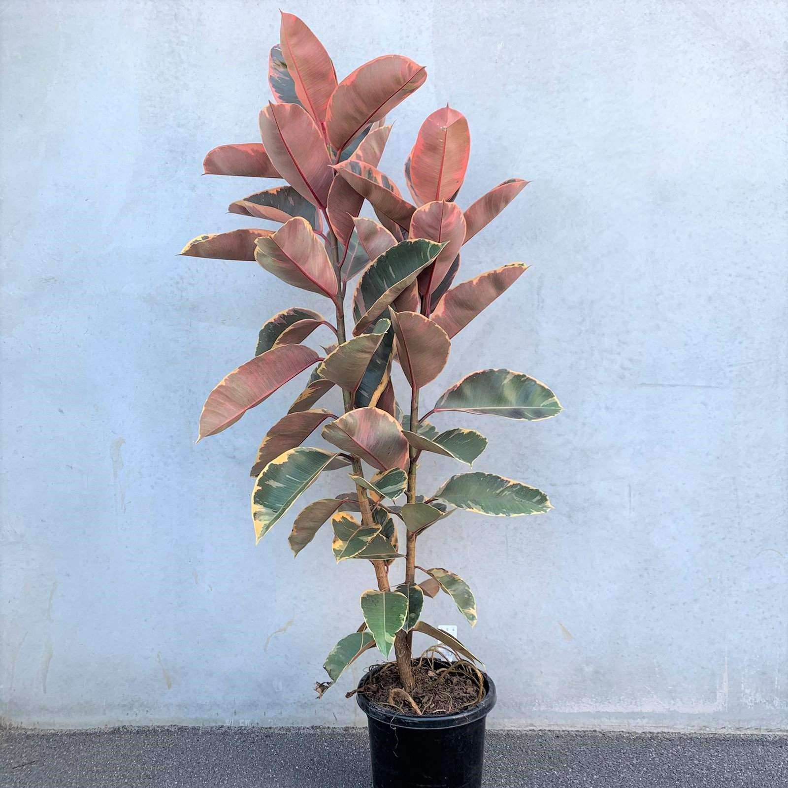 Ficus Elastica Ruby Folia House
