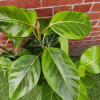 Ficus Lime Splice - 25cm Pot Folia House