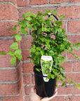 Ficus Pumila Creeping Fig - 13cm Pot Folia House