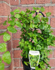 Ficus Pumila Creeping Fig - 13cm Pot Folia House