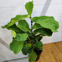 Fiddle Leaf fig (Ficus Lyrata) - 20cm Pot Folia House