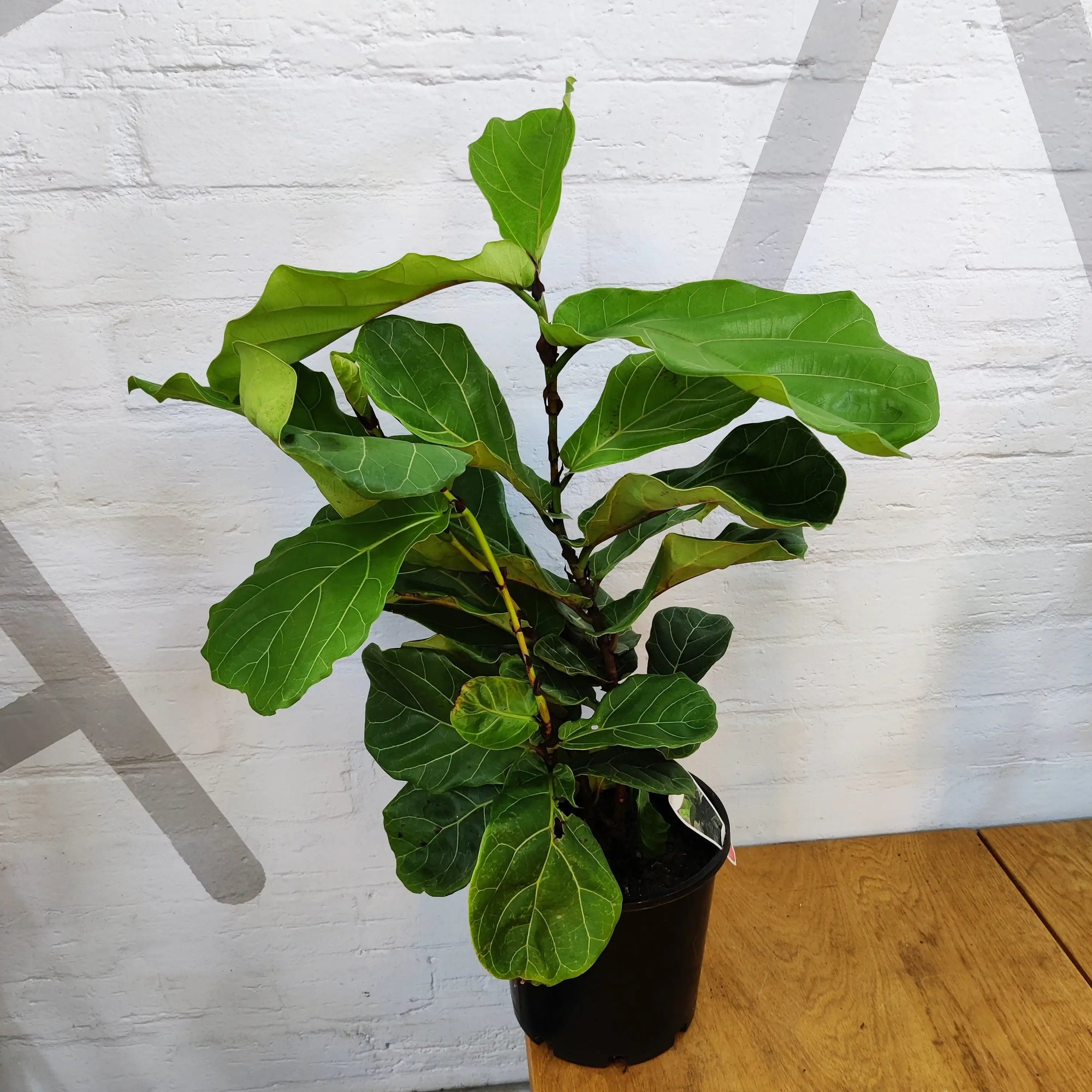 Fiddle Leaf fig (Ficus Lyrata) - 20cm Pot Folia House