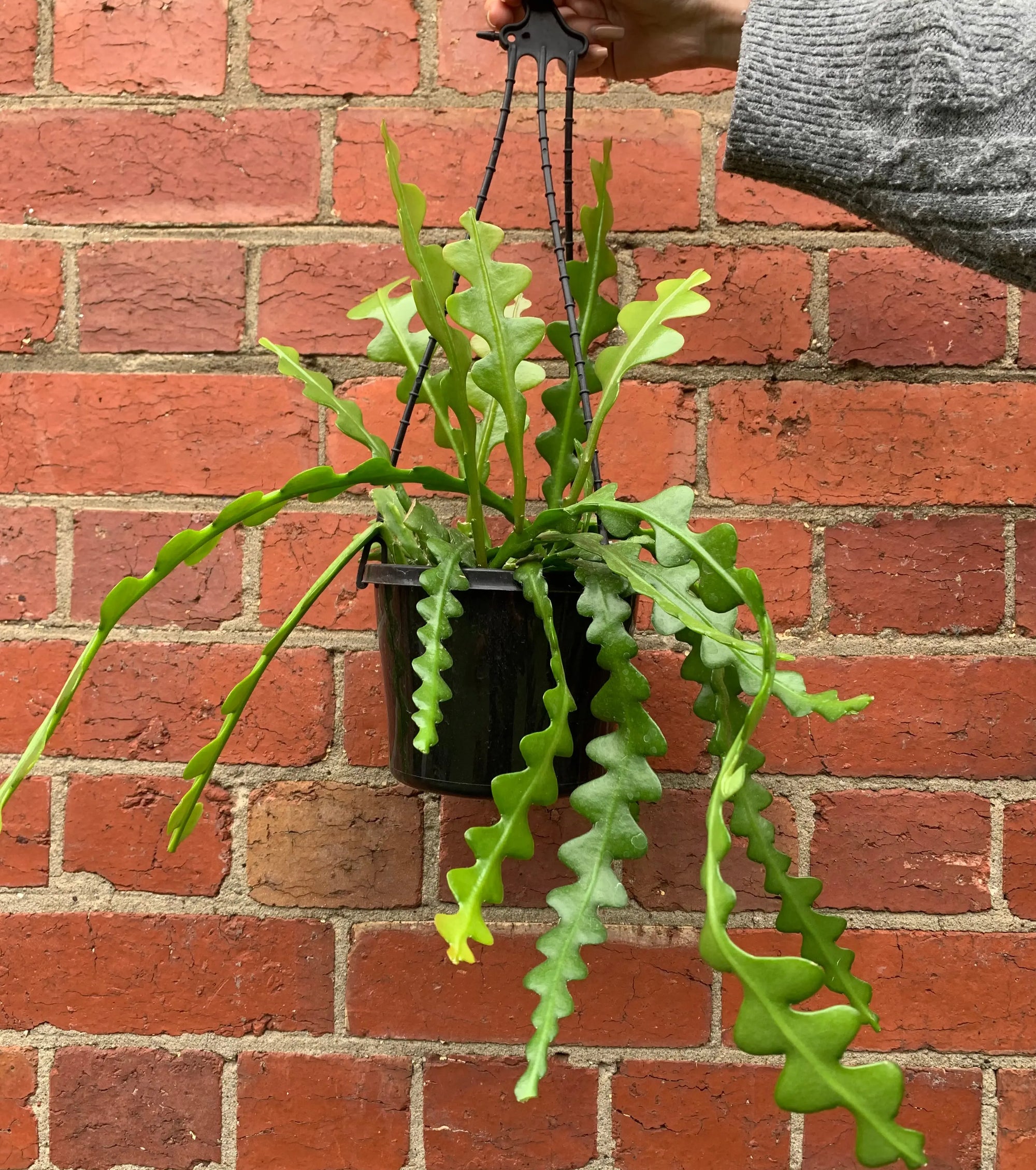 Fishbone cactus  Epiphyllum anguliger - 15cm Hanging Basket Folia House