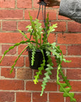 Fishbone cactus  Epiphyllum anguliger - 15cm Hanging Basket Folia House