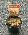 Flat Sundew - 7cm Pot Folia House