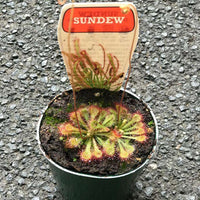 Flat Sundew - 7cm Pot Folia House