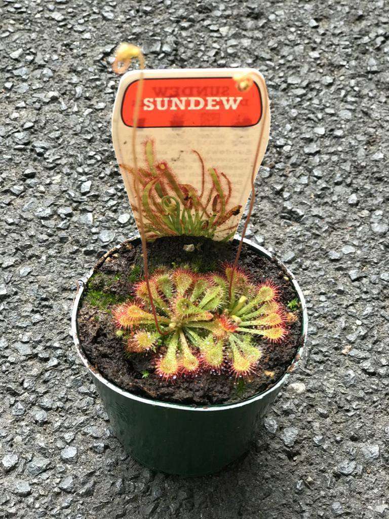 Flat Sundew - 7cm Pot Folia House