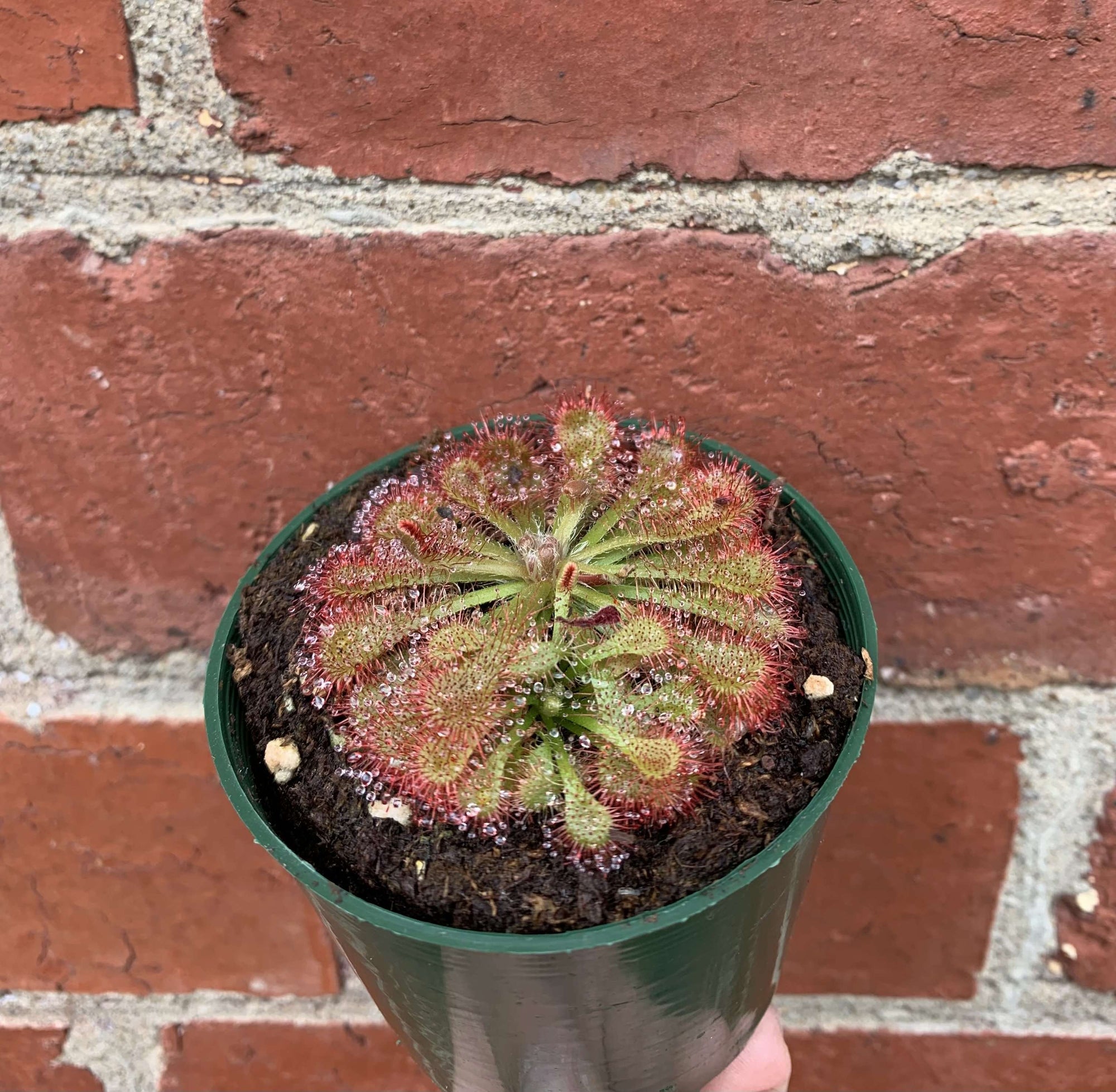 Flat Sundew - 7cm Pot Folia House