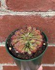 Flat Sundew - 7cm Pot Folia House