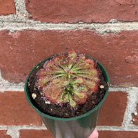 Flat Sundew - 7cm Pot Folia House