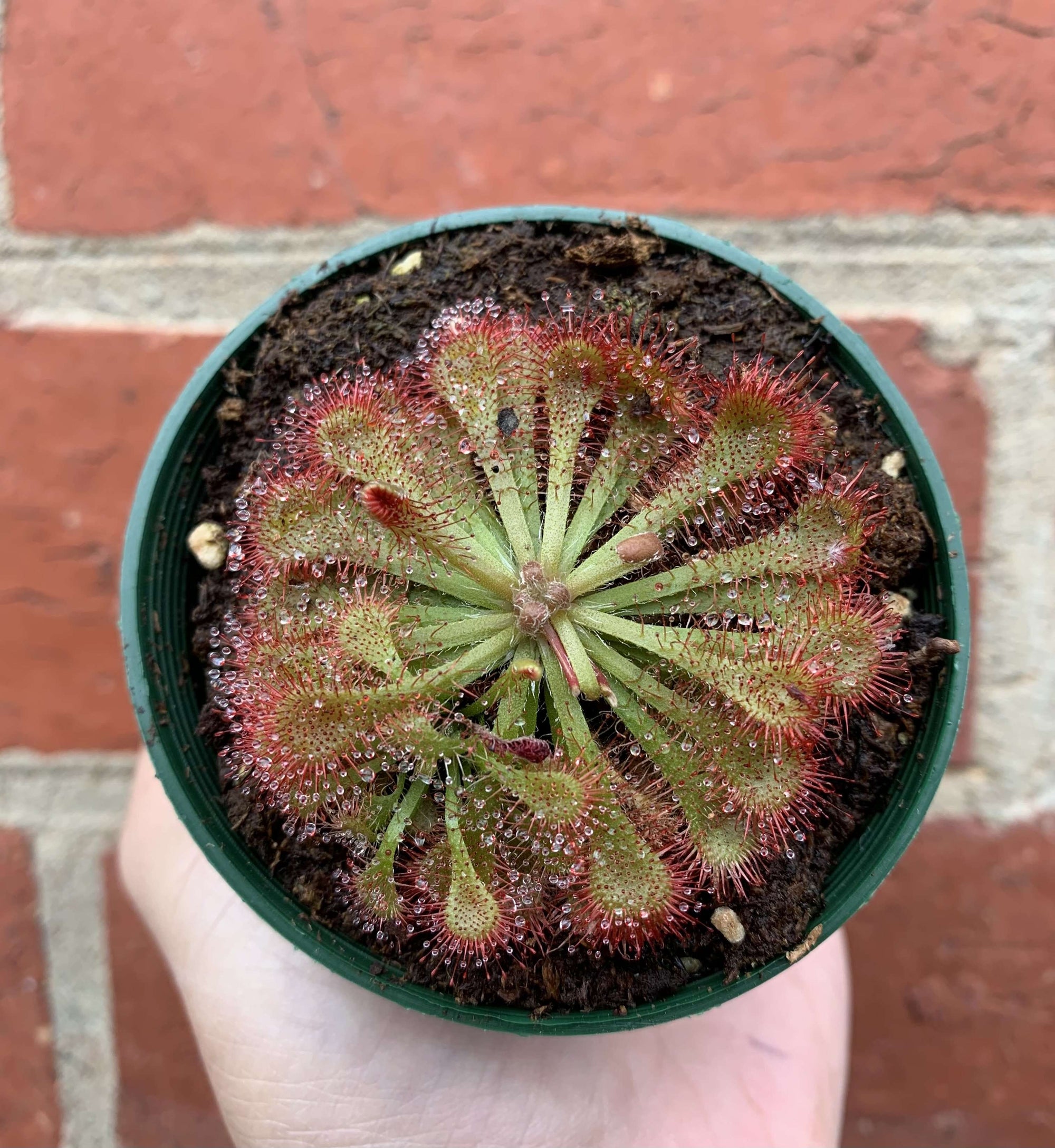 Flat Sundew - 7cm Pot Folia House