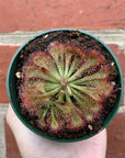 Flat Sundew - 7cm Pot Folia House